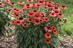 Echinacea 'Tanager' New 2025